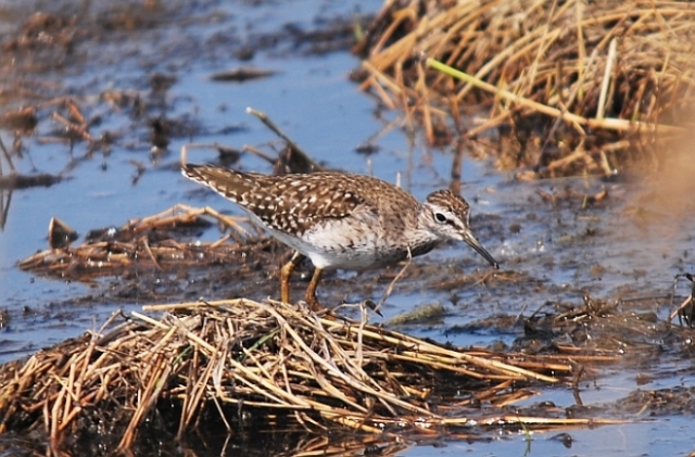 Limicoli da riconoscere